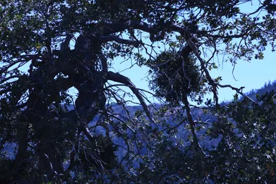 DSC_2254 (Large).JPG